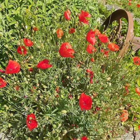 Апартаменты Codemin Casa Vista Mare Cinque Terre Con Giardino Кампилья